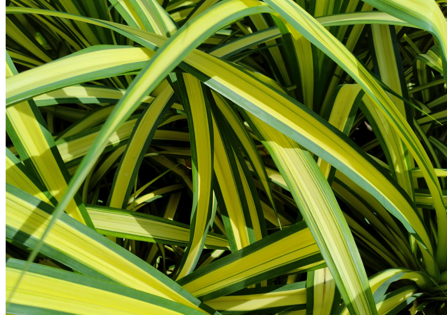 Le Philodendron Plante philodendron