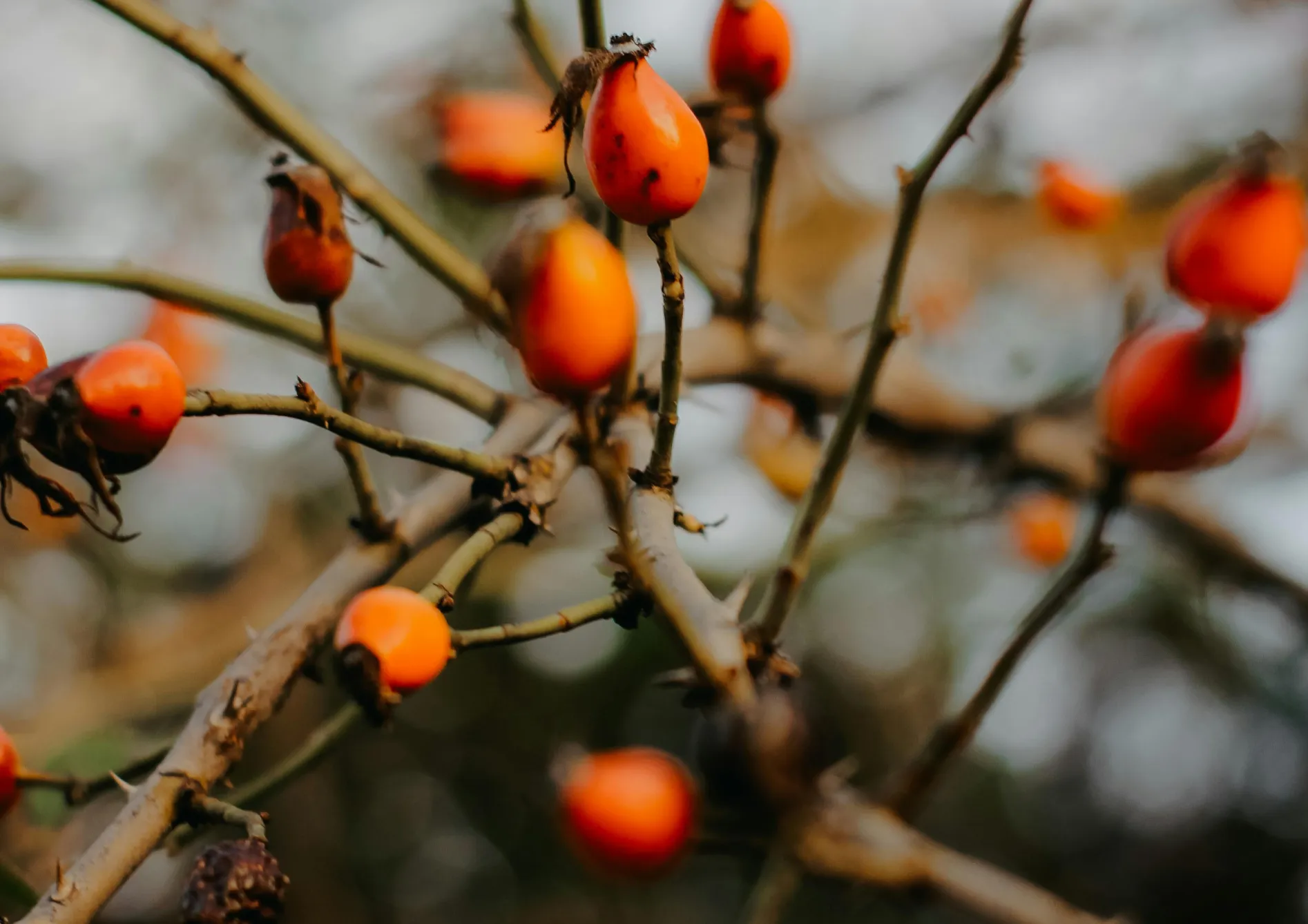 L’entretien des petits fruitiers L’entretien des petits fruitiers