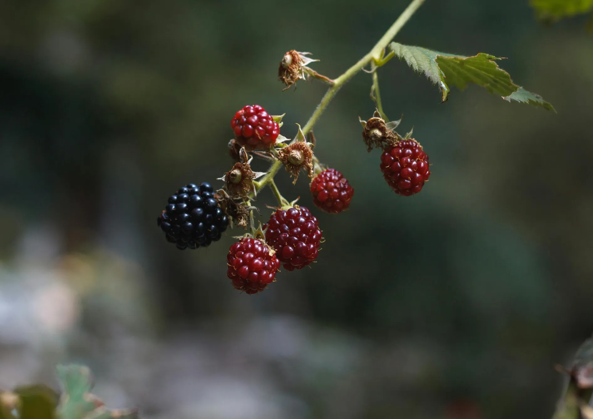 Planter les framboisiers, groseilliers et cassissiers Planter les framboisiers, groseilliers et cassissiers
