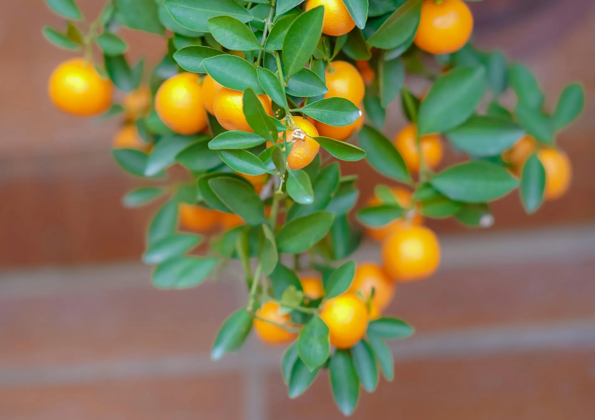 Récolter et profiter des petits fruits Récolter et profiter des petits fruits