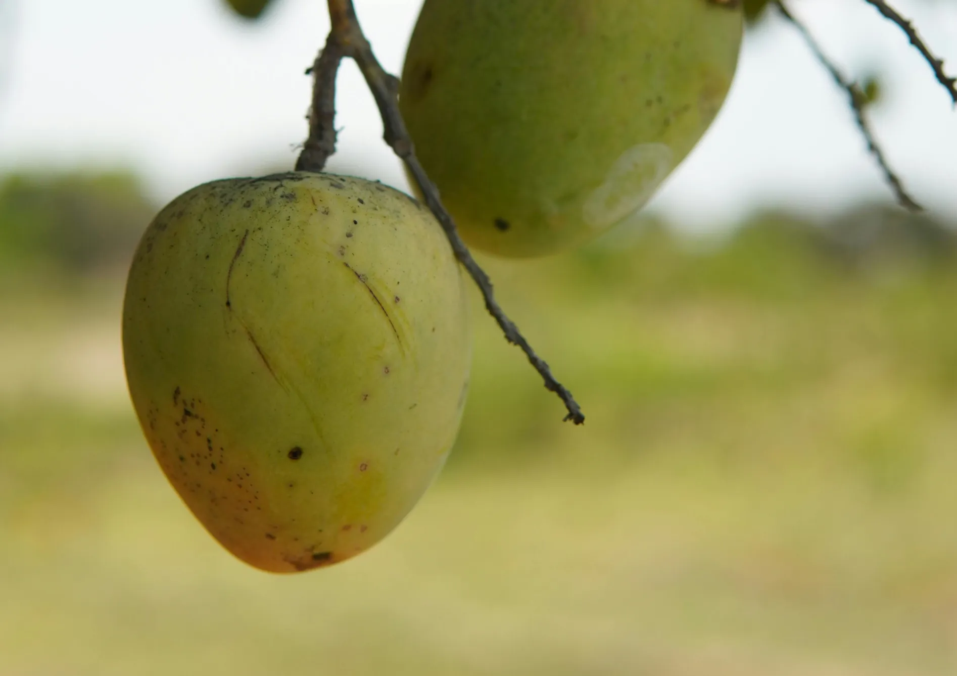 Pourquoi créer un jardin de petits fruits ? Pourquoi créer un jardin de petits fruits ?