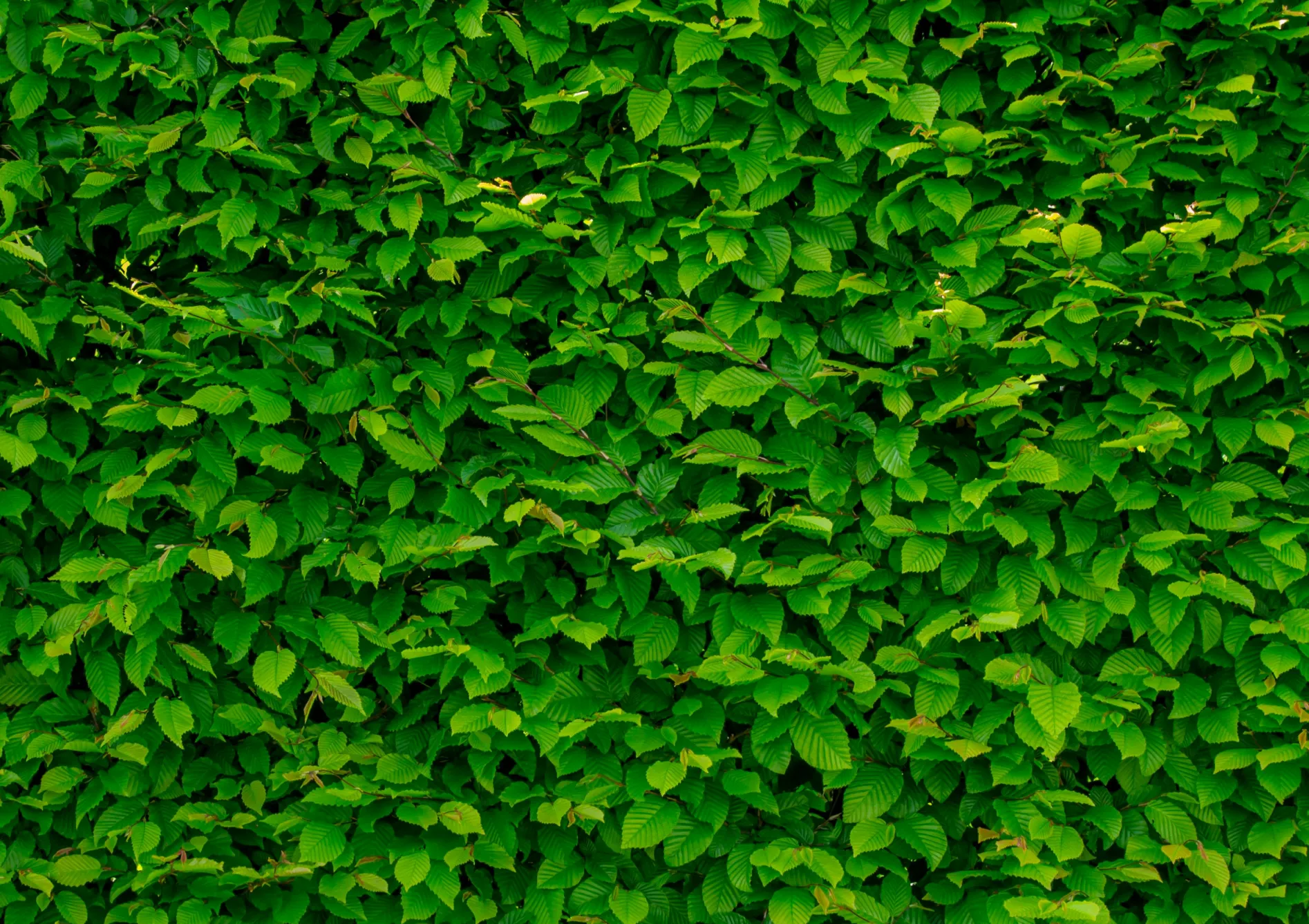 Les critères à prendre en compte pour choisir une haie brise-vue Les critères à prendre en compte pour choisir une haie brise-vue