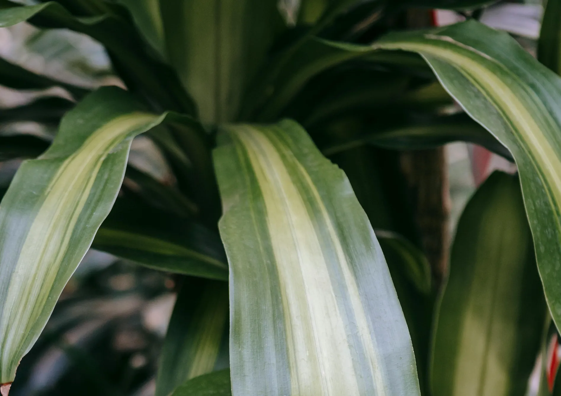 L'Aglaonema Plante Aglaonema