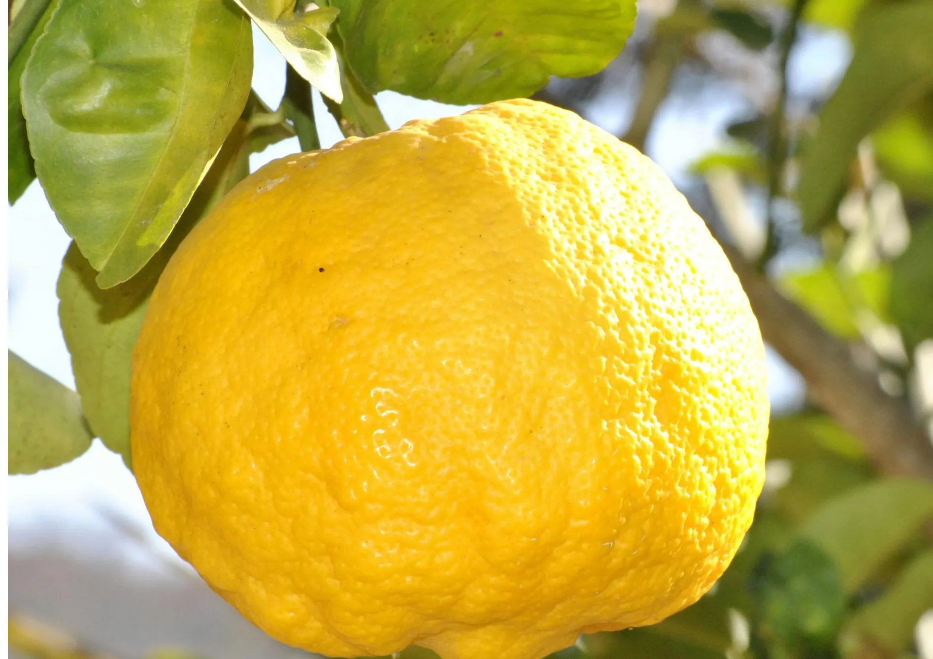 L'entretien d’un citronnier : Les gestes à adopter L’entretien d’un citronnier : Les gestes à adopter