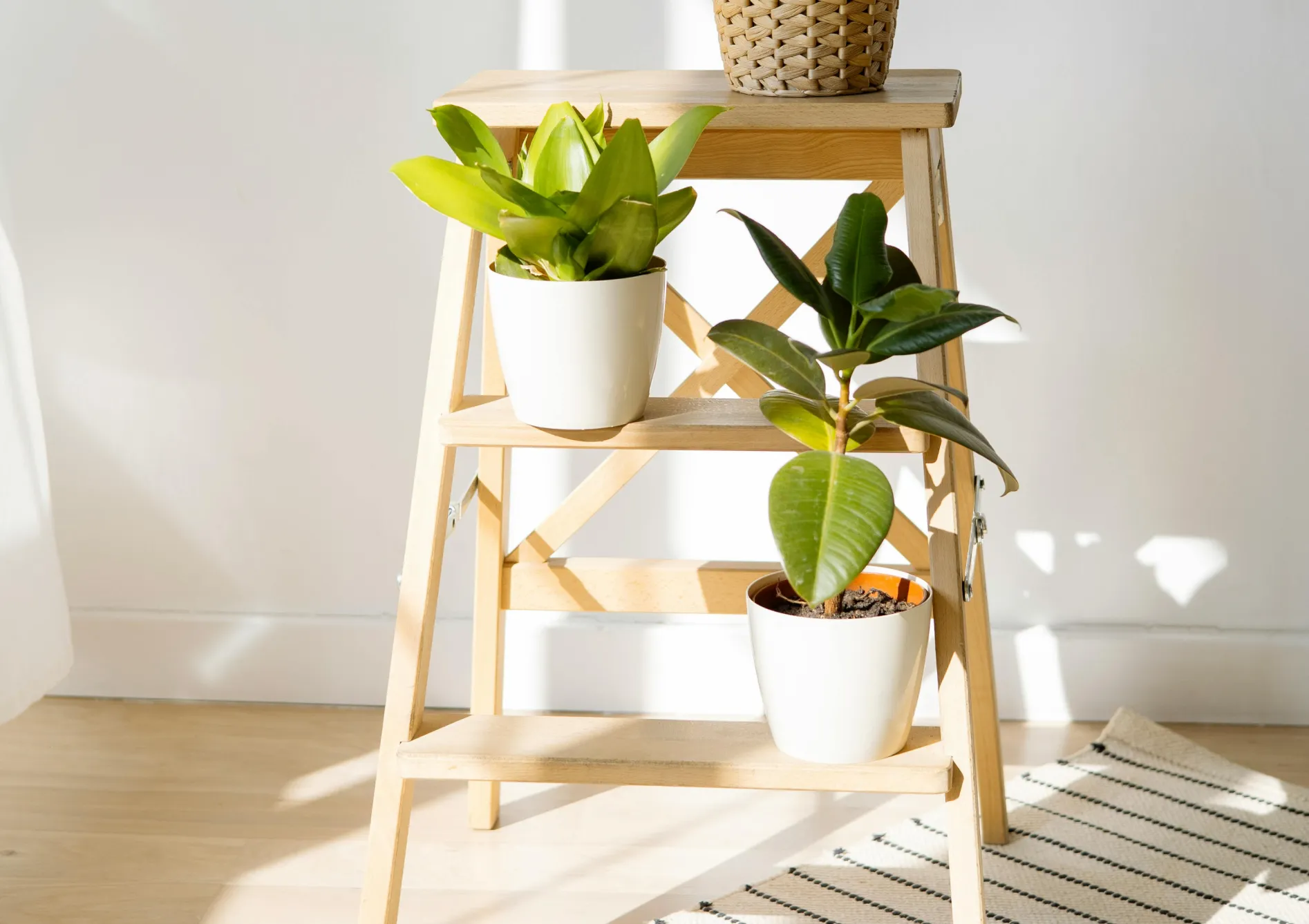 Le Ficus elastica Plante Ficus elastica