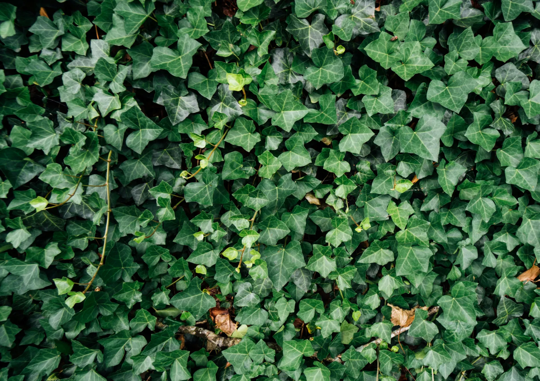 Les meilleures plantes pour une haie brise-vue Les meilleures plantes pour une haie brise-vue