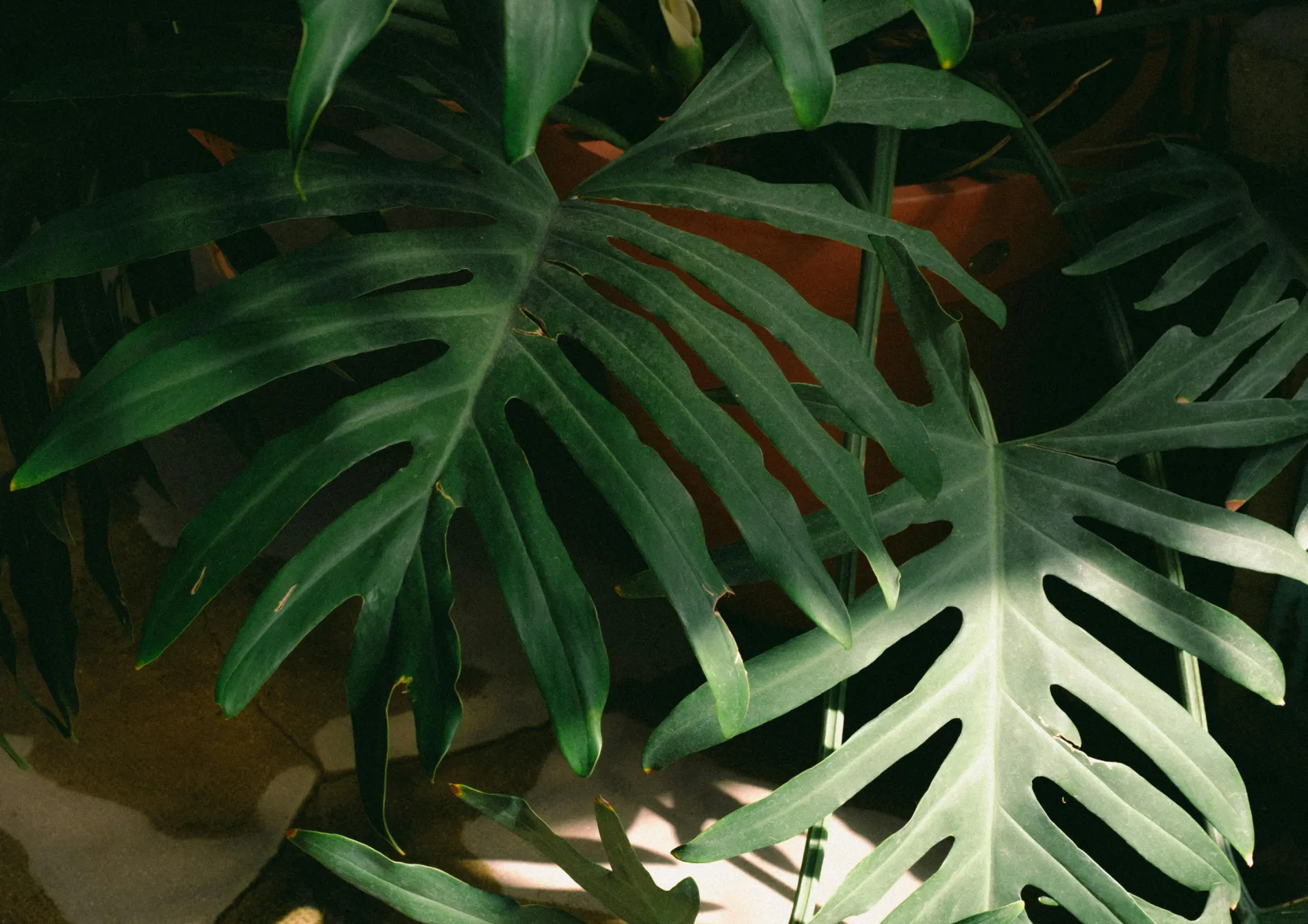 Le Dracaena Plante Dracaena