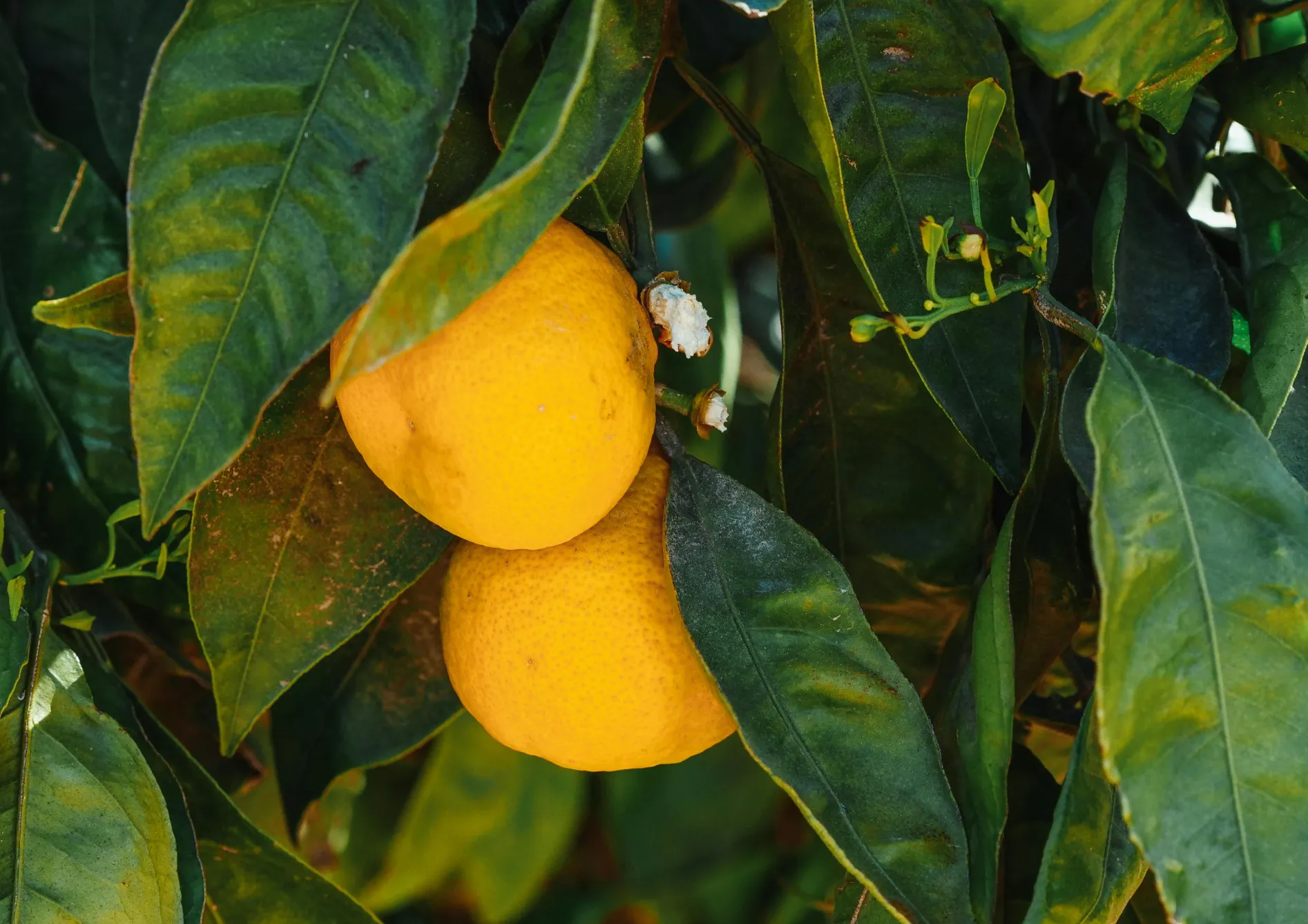 Planter un citronnier : Les étapes clés Planter un citronnier : Les étapes clés