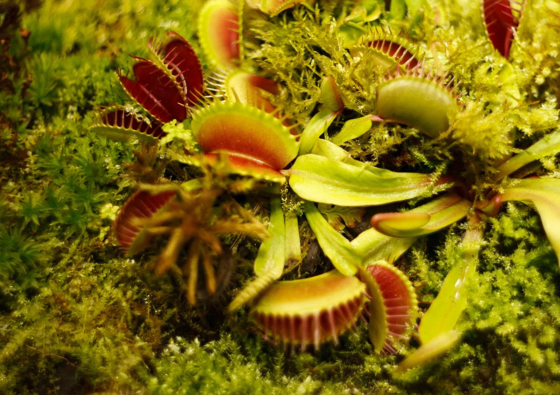 Astuces pour réussir avec les plantes carnivores Astuces pour réussir avec les plantes carnivores