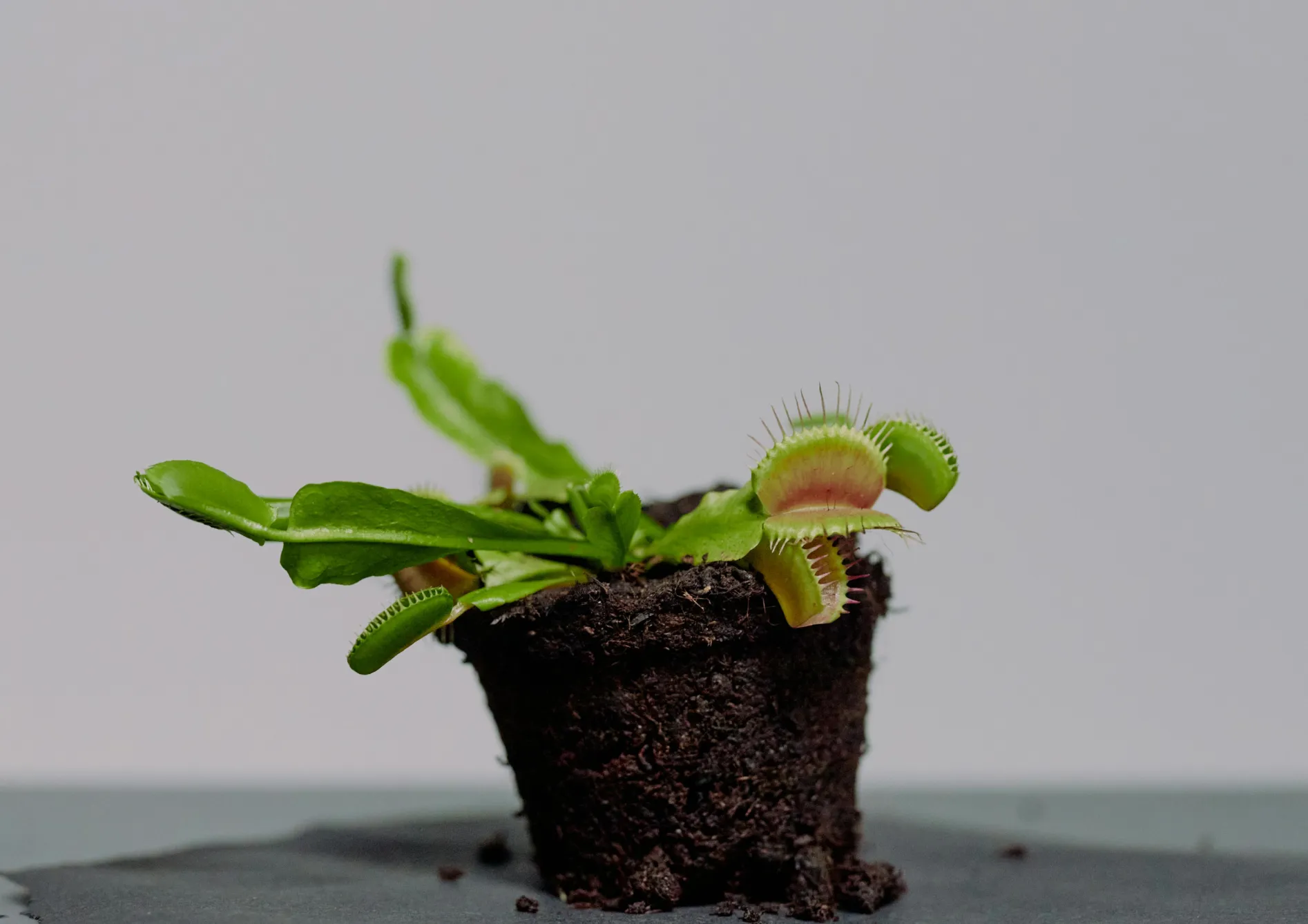 Conseils de culture pour les plantes carnivores Conseils de culture pour les plantes carnivores