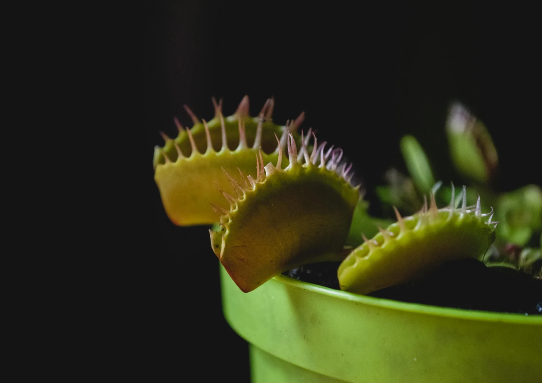 Les meilleures plantes carnivores pour débutants Les meilleures plantes carnivores pour débutants
