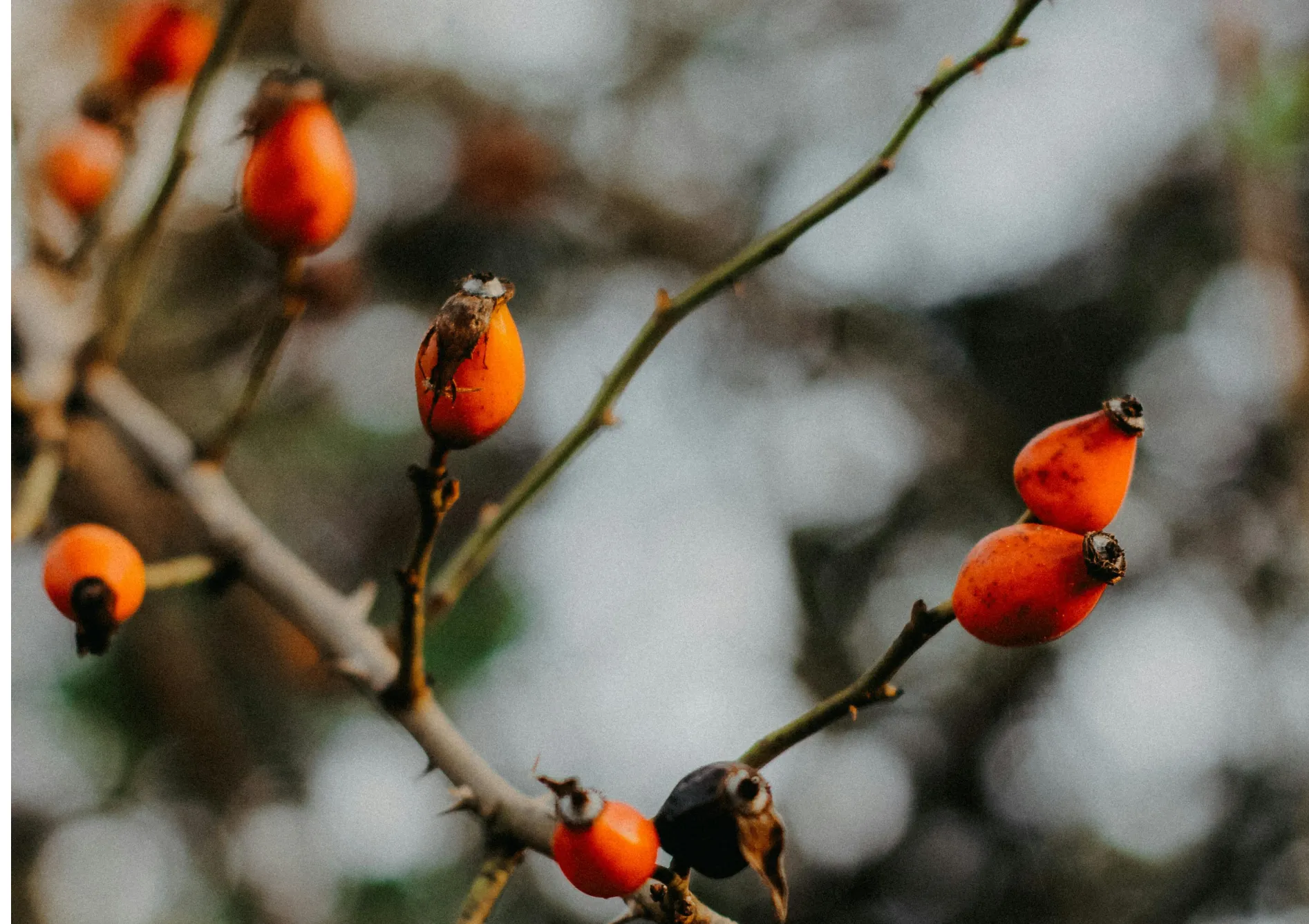 Conseils pour cultiver des plantes grimpantes fruitières en pot Conseils pour cultiver des plantes grimpantes fruitières en pot