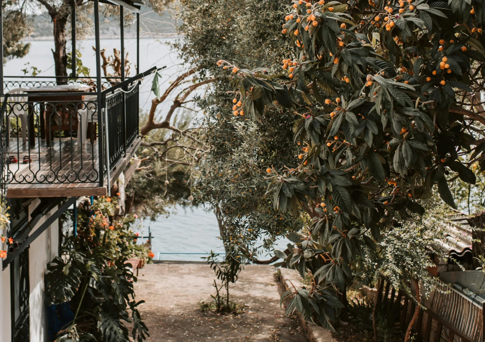 Conseils pour réussir la culture des plantes méditerranéennes en pot Conseils pour réussir la culture des plantes méditerranéennes en pot