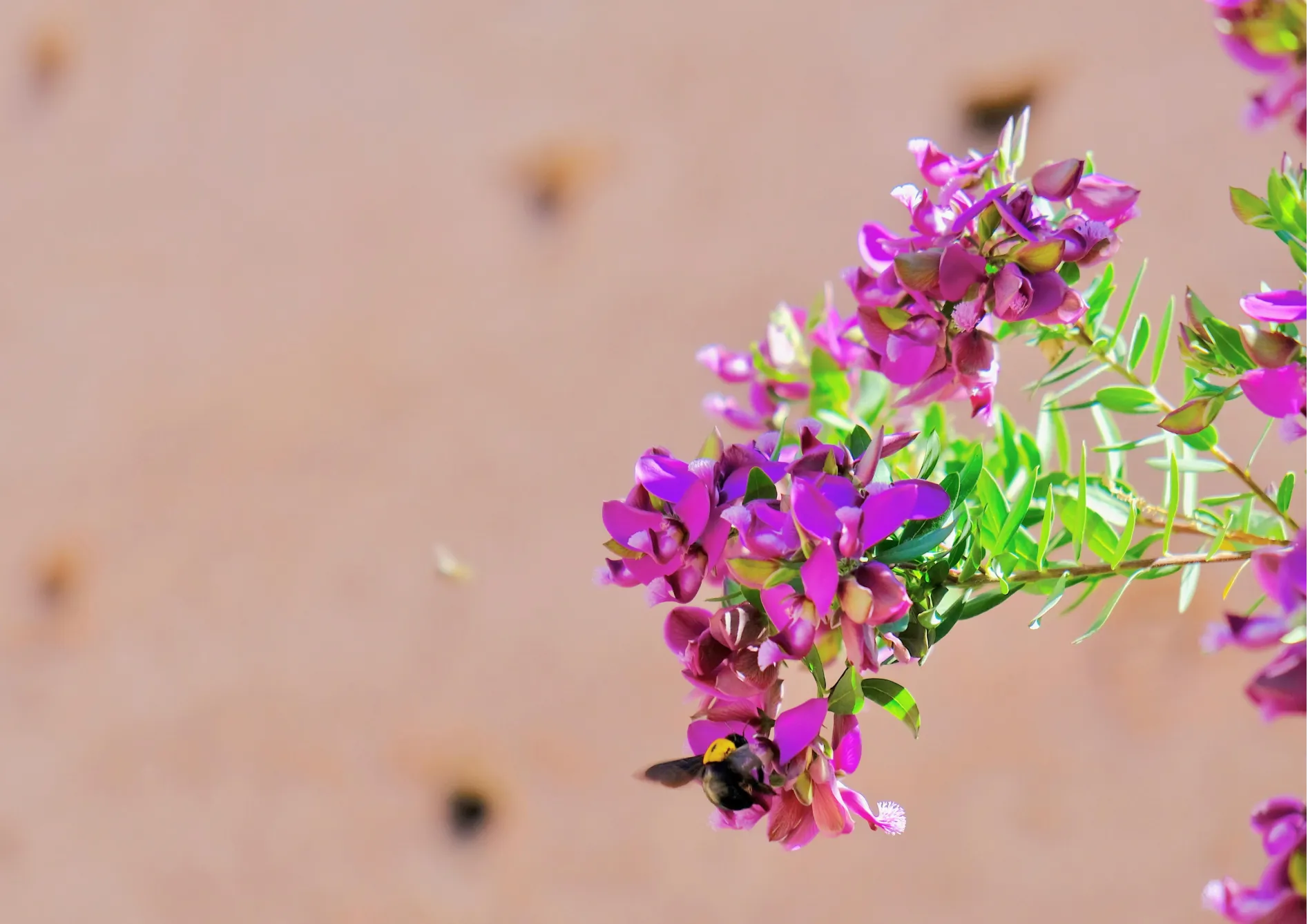 Les meilleures plantes méditerranéennes à cultiver en pot Les meilleures plantes méditerranéennes à cultiver en pot