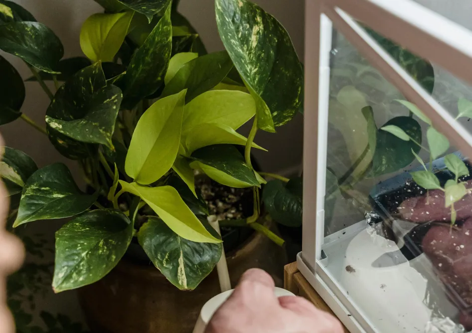 Le Sansevieria Plante sansevieria