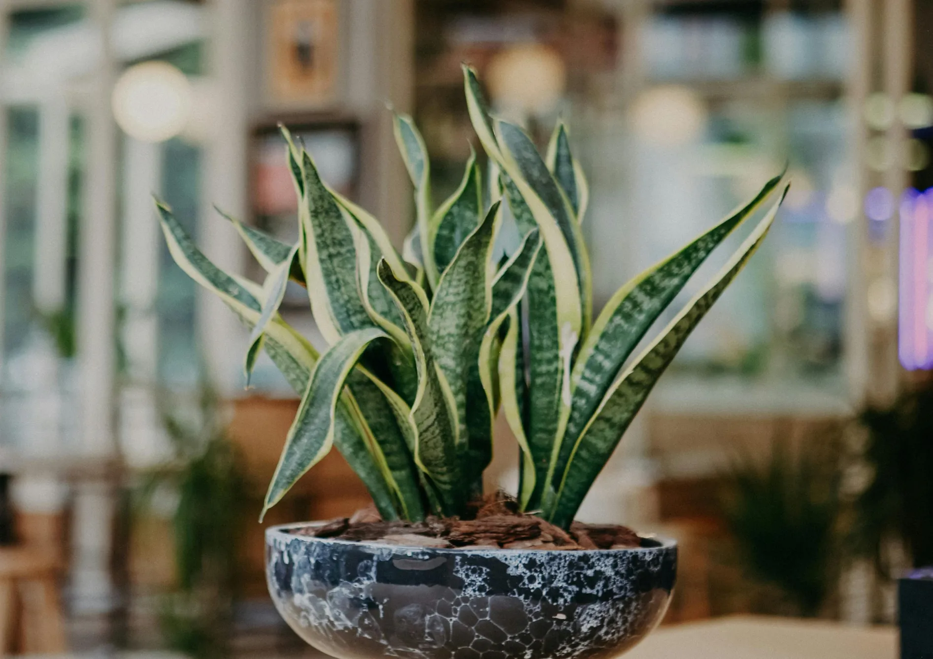Le Sansevieria Plante Sansevieria