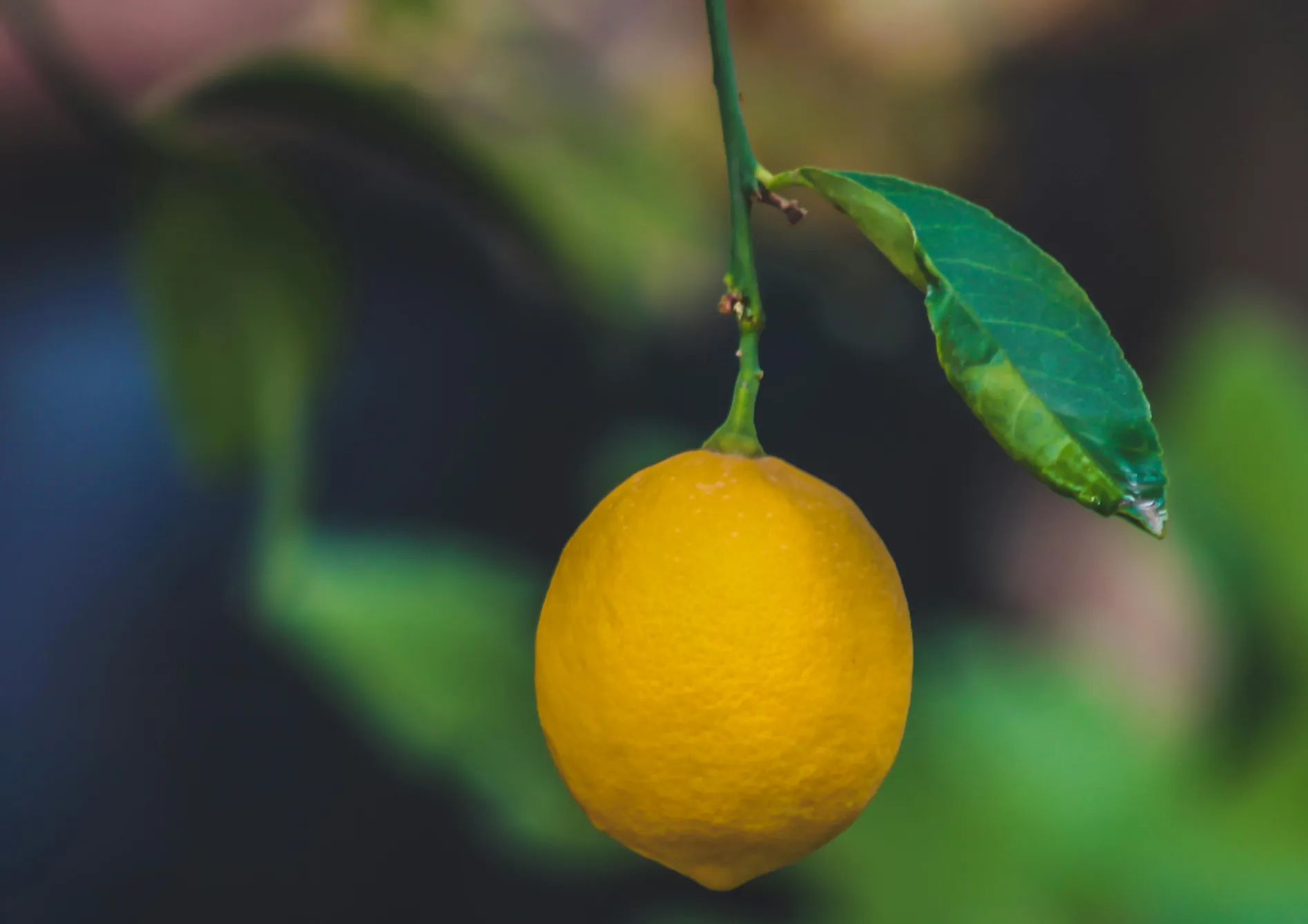 Du semis à la récolte des citrons Du semis à la récolte des citrons