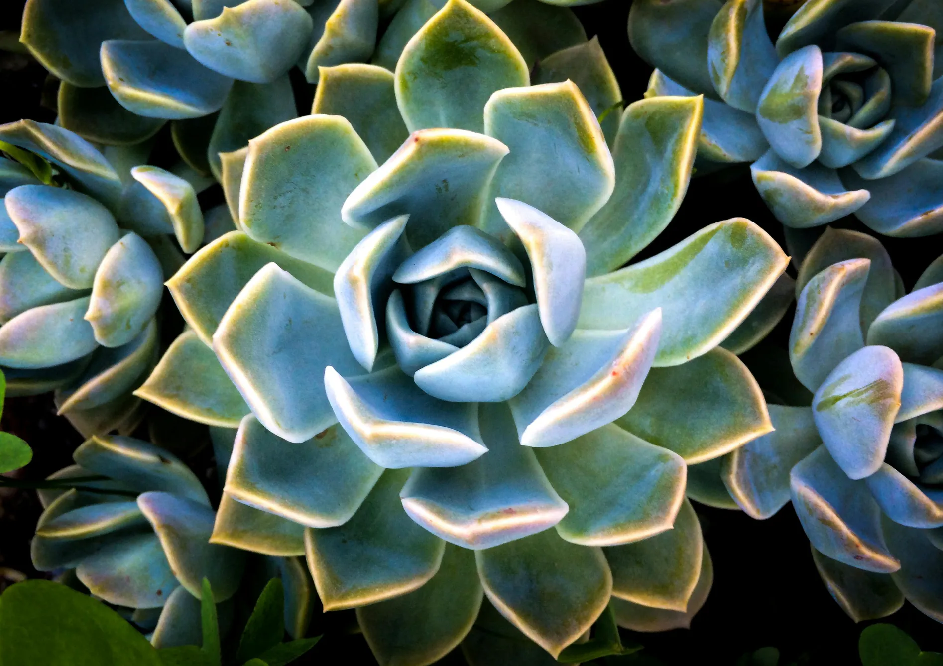 Le Ficus elastica Plante ficus elastica