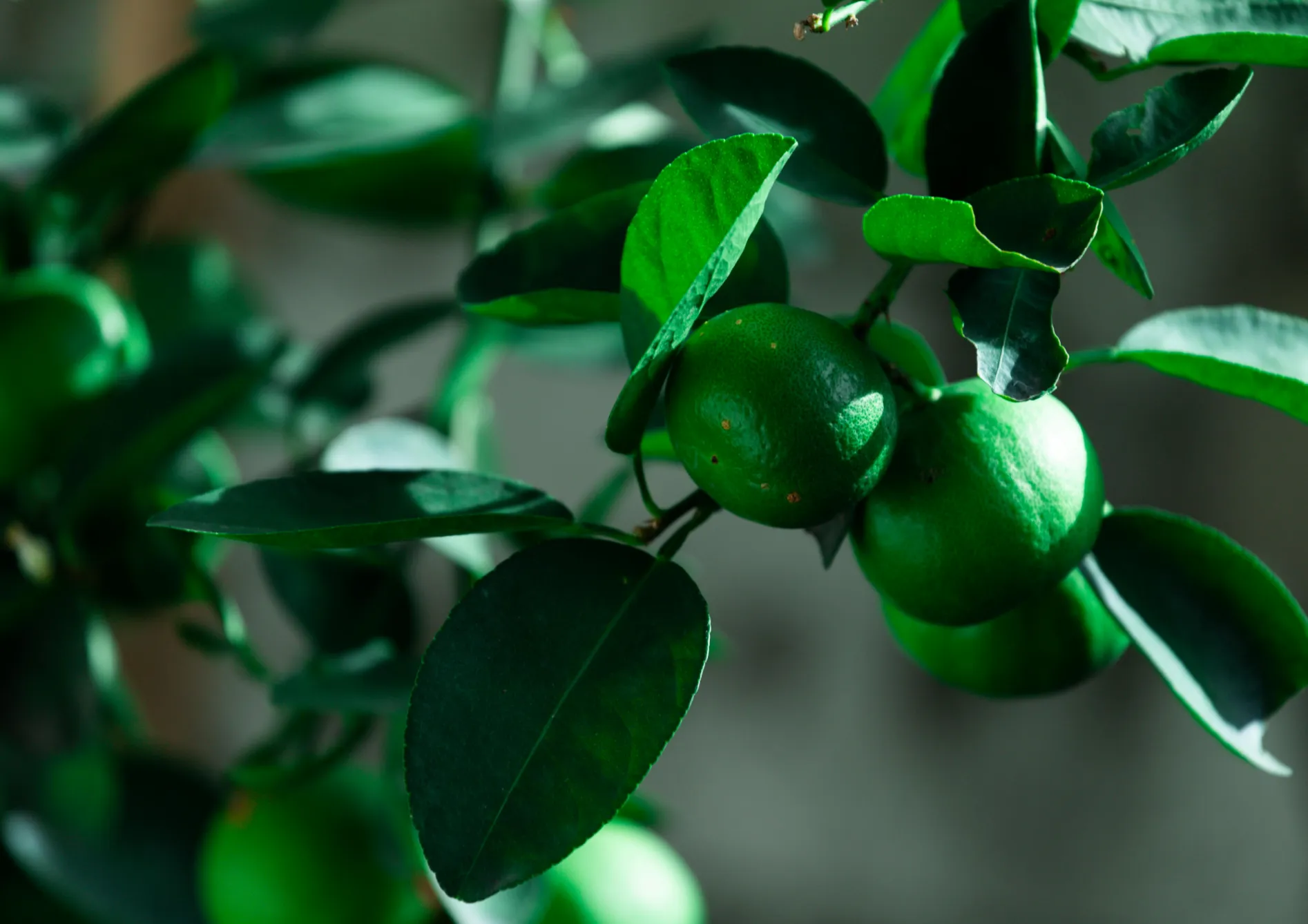 Choisir la variété de citronnier adaptée Choisir la variété de citronnier adaptée