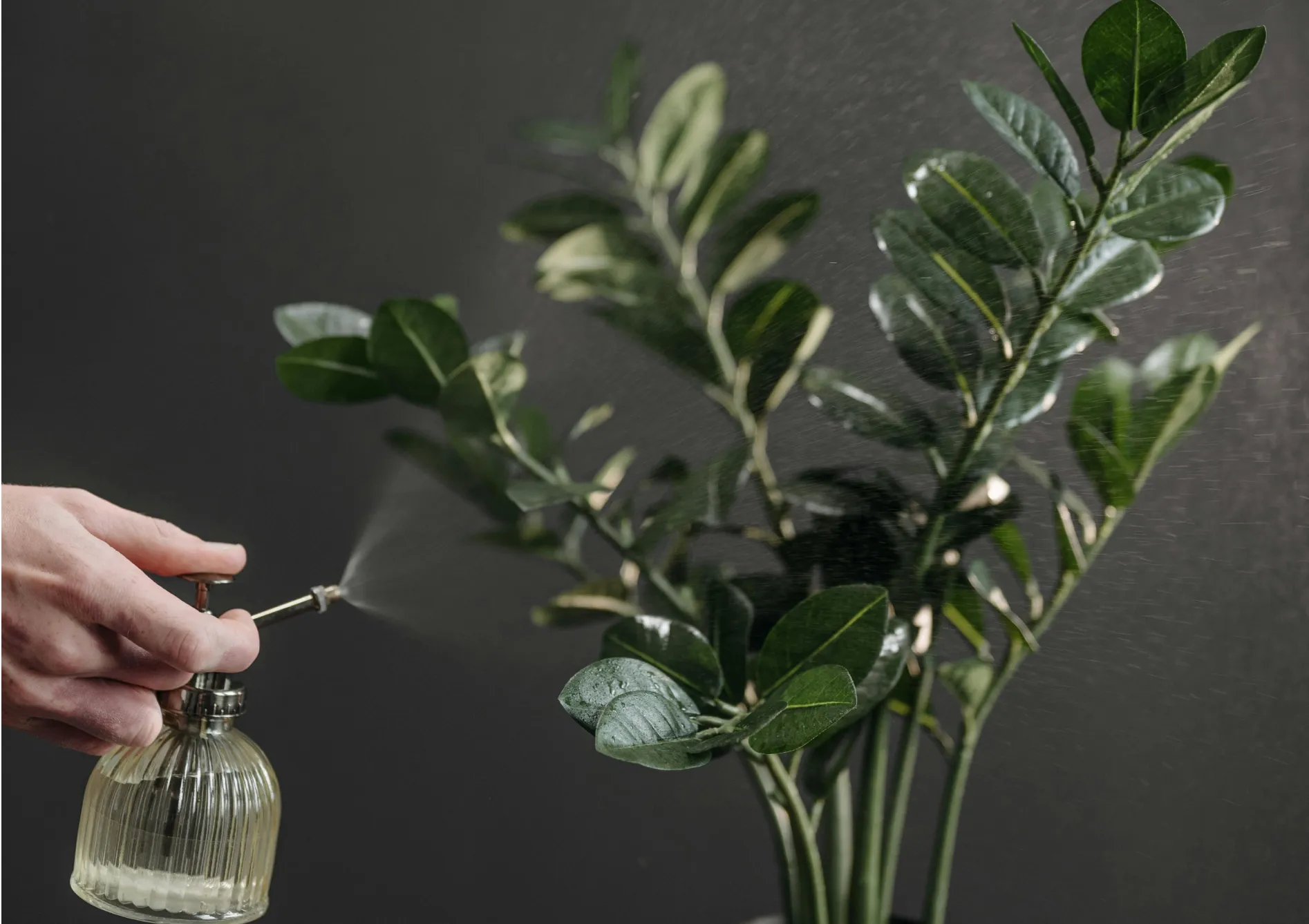 Le Chlorophytum Plante Chlorophytum