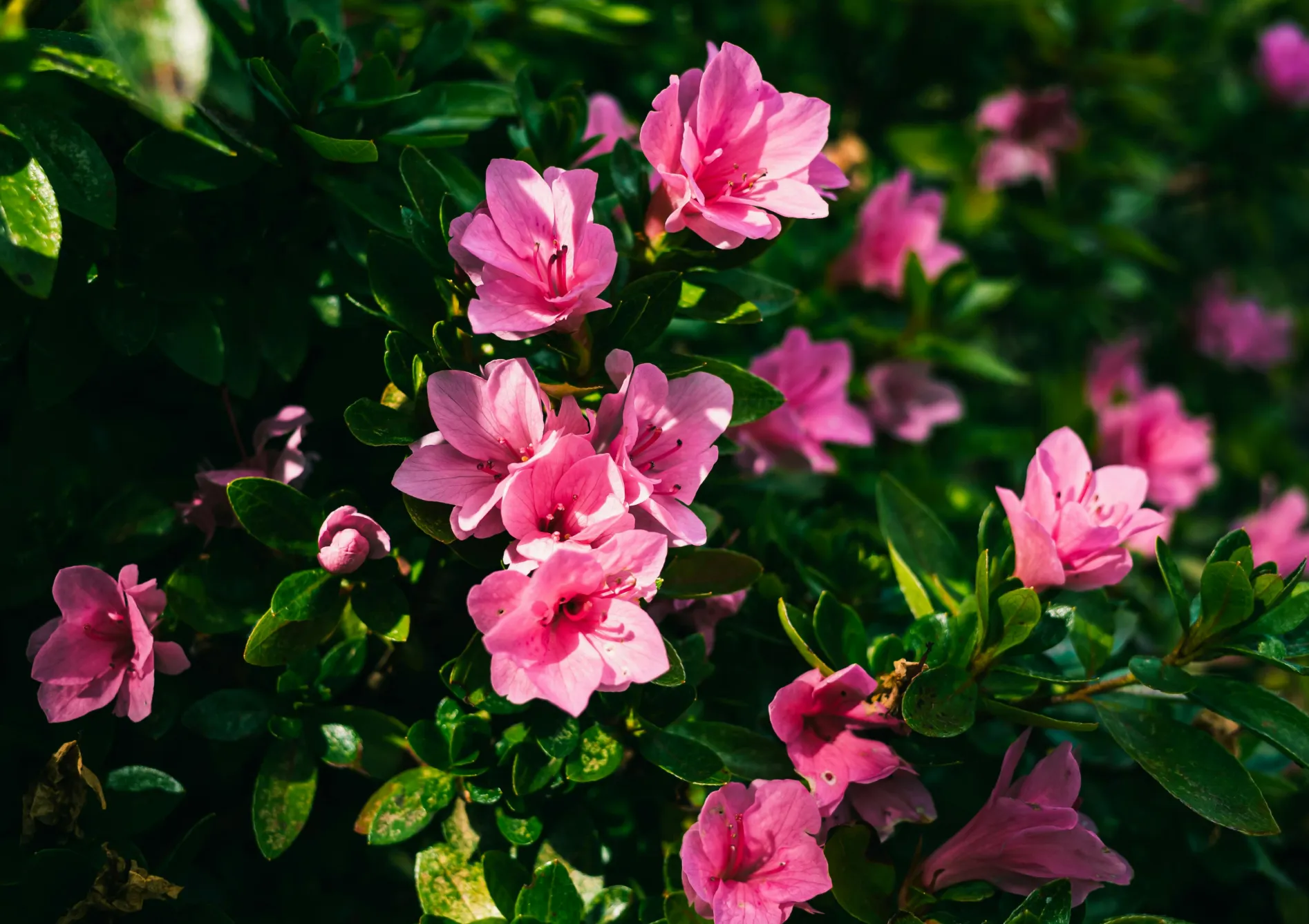 Comment maximiser la couleur et la texture dans un jardin d'ombre Comment maximiser la couleur et la texture dans un jardin d’ombre