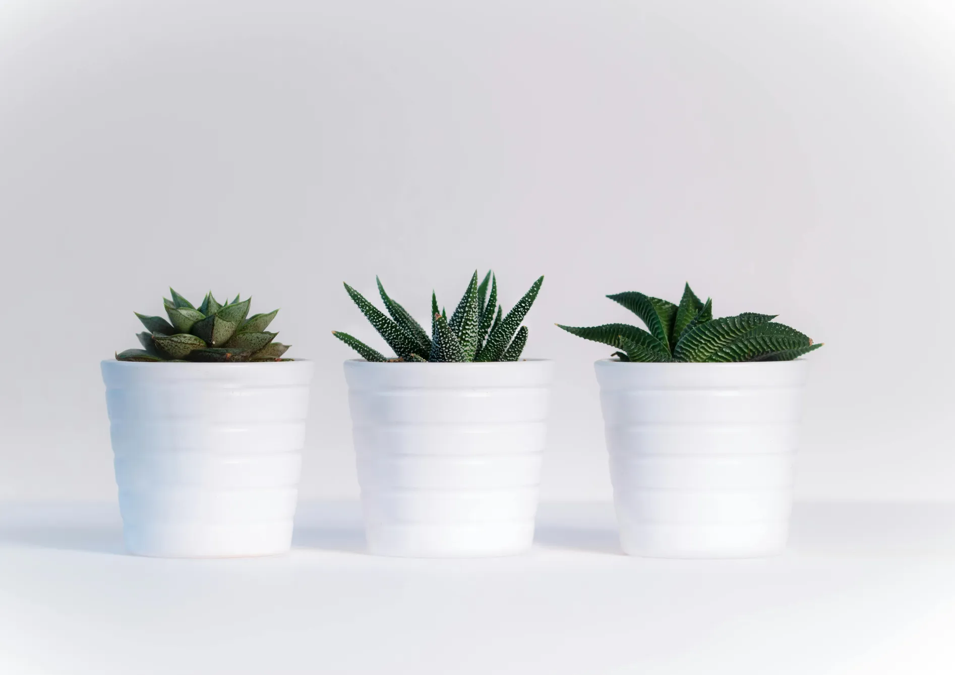 Conseils d'entretien pour les plantes grasses Conseils d’entretien pour les plantes grasses