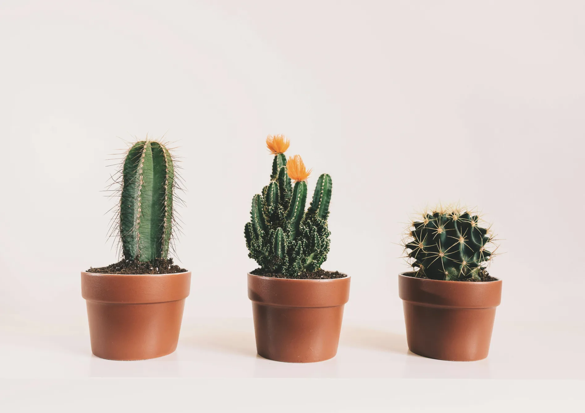 Comment démarrer votre collection de plantes grasses Comment démarrer votre collection de plantes grasses