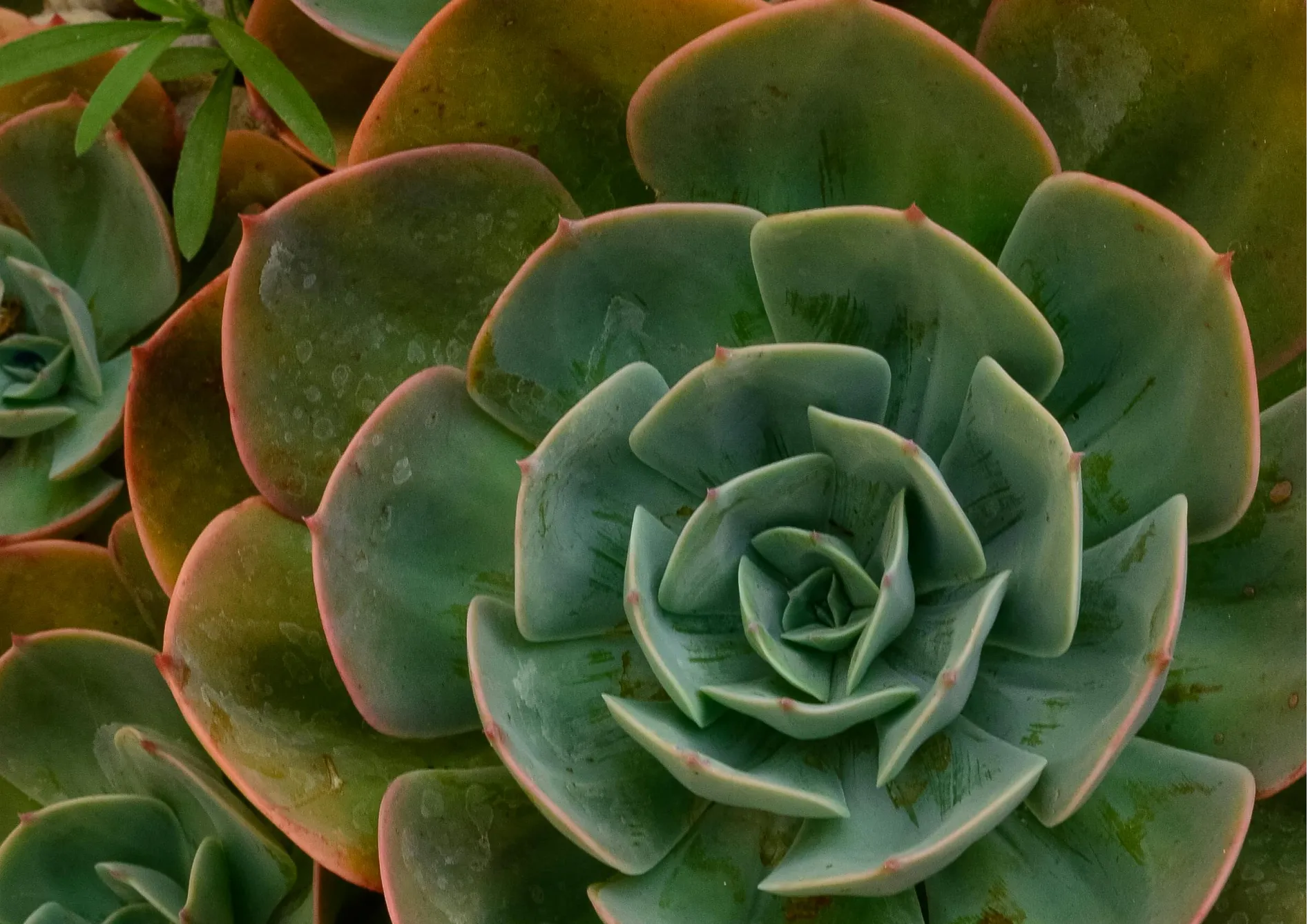 Les meilleures plantes grasses pour les débutants Les meilleures plantes grasses pour les débutants