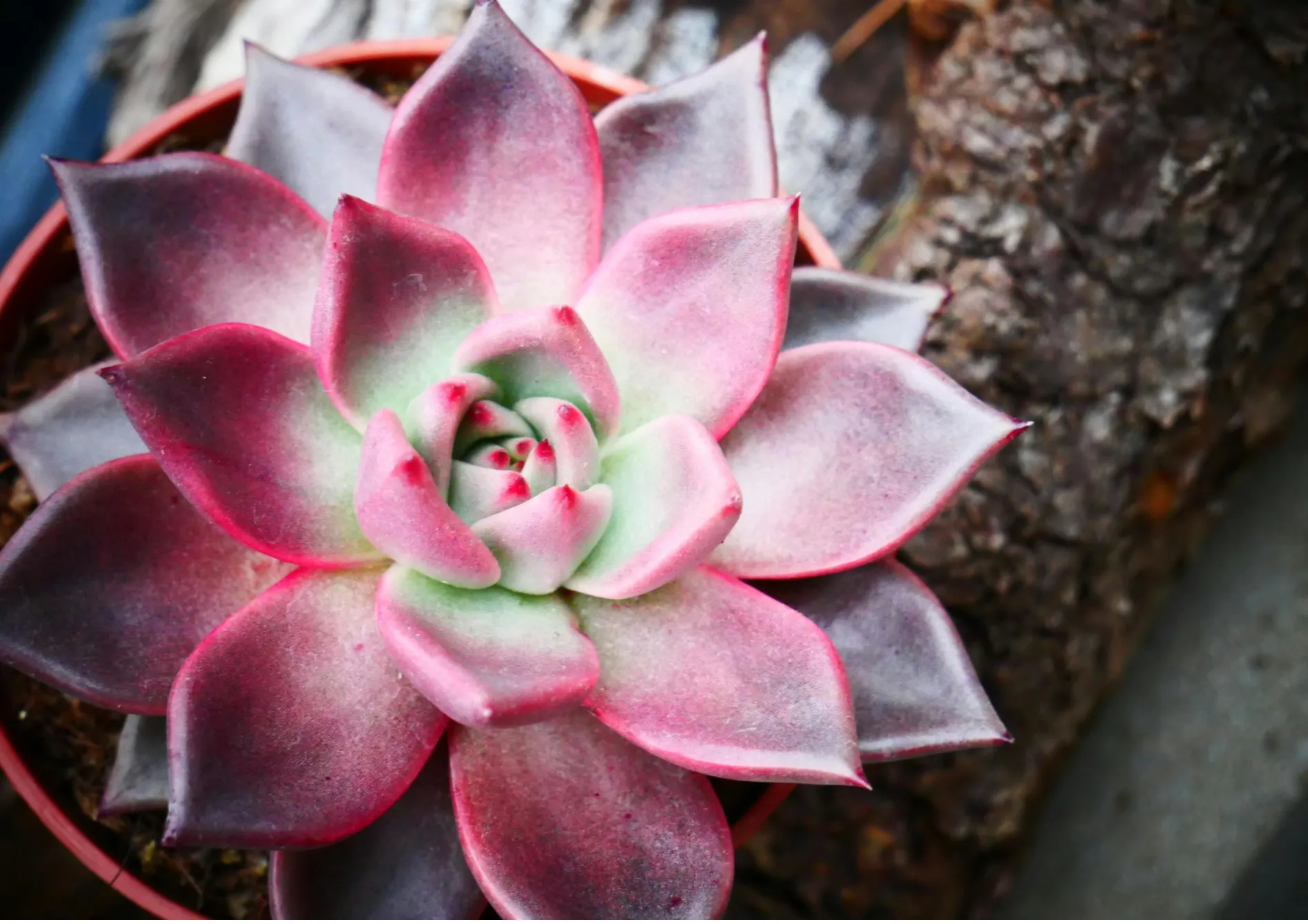 Pourquoi choisir des plantes grasses ? Pourquoi choisir des plantes grasses ?