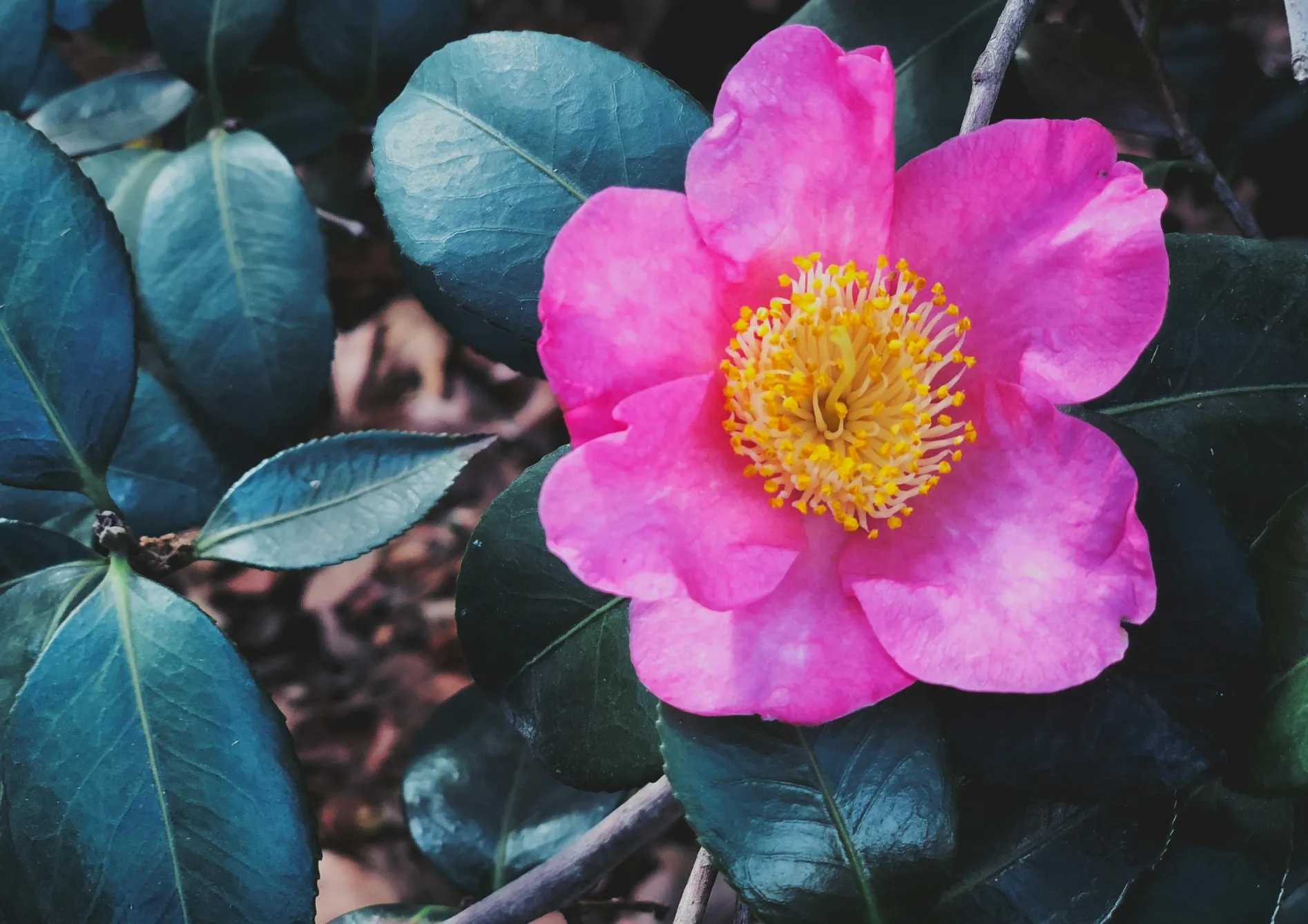 Mise en valeur des plantes de terre de bruyère dans un petit jardin Mise en valeur des plantes de terre de bruyère dans un petit jardin