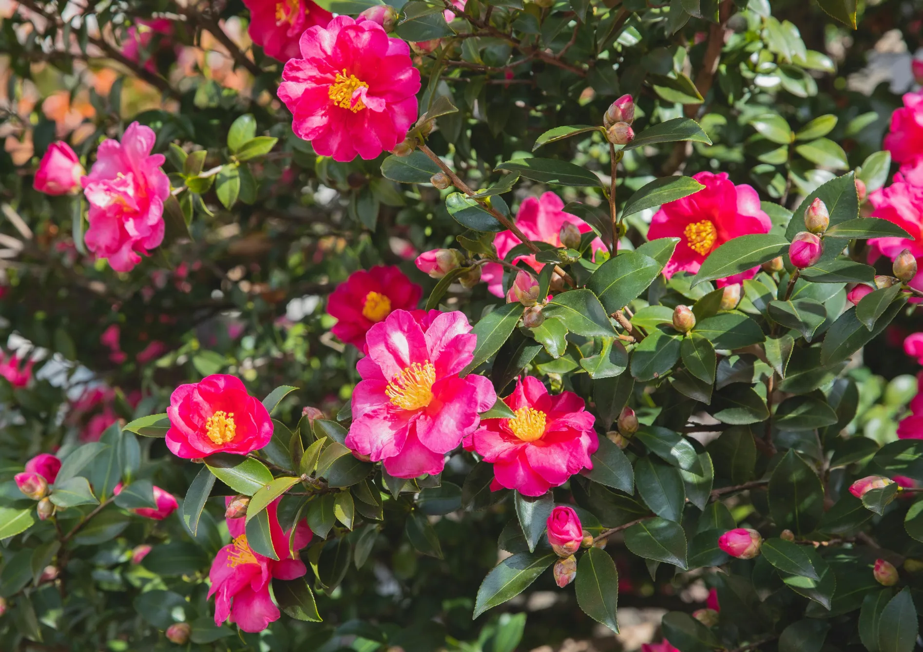 Conseils d’entretien pour les plantes de terre de bruyère dans les petits jardins Conseils d’entretien pour les plantes de terre de bruyère dans les petits jardins