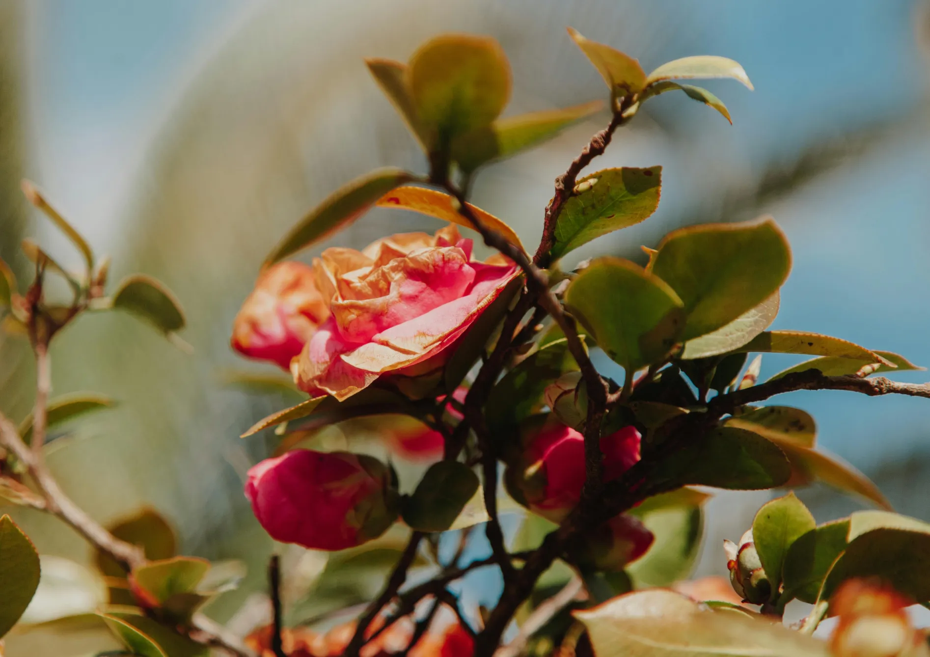 Pourquoi choisir des plantes de terre de bruyère pour un petit jardin ? Pourquoi choisir des plantes de terre de bruyère pour un petit jardin ?
